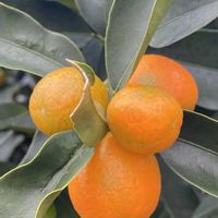 キンカン,キンカン,キンカン,キンカン,iphone11の画像