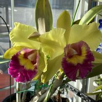 カトレア,ヤンゴンドンキー,リビング・ダイニングの画像