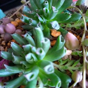 多肉植物,ベランダガーデン,多肉初心者,癒し,朝焼けの画像