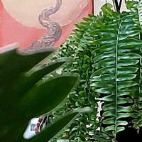 ネフロレピス,フィロデンドロン リングオブファイアの画像