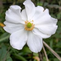 シュウメイギク,お出かけ先の画像