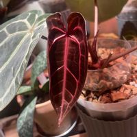 アンスリウム,アンスリウム ミシェルザラ,観葉植物,葉っぱ,新葉の画像