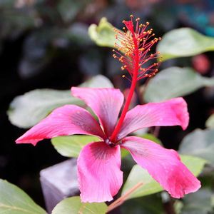 ハイビスカス,ハイビスカス,ハイビスカス フィジーレッド,ハイビスカス　フィジーアイランド,ハイビスカス フィジーアイランドの画像