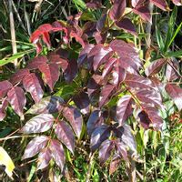 ヒイラギナンテンの画像