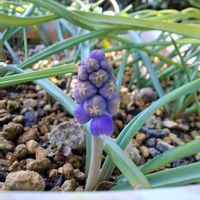 ムスカリ,ムスカリ,キュンキュン乙女倶楽部,HTC,ムスカリのお花の画像