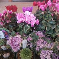 葉牡丹,愛愛玉,センペルビウム ラウンドロビン,センペルビウム ストロベリーベルベット,お迎えの画像