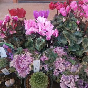 葉牡丹,愛愛玉,センペルビウム ラウンドロビン,センペルビウム ストロベリーベルベット,お迎えの画像