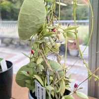 カンガルーポケット,お出かけ先の画像