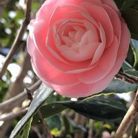 ナデシコ,ナデシコ,葉牡丹,葉牡丹,葉牡丹の画像