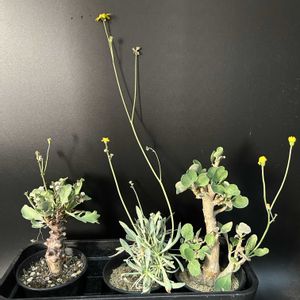 多肉植物,観葉植物,塊根植物,オトンナ属,コーデックスの画像