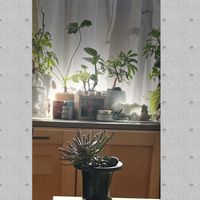 孔雀丸,ユーフォルビア　フラナガニー,ユーフォルビアの紅葉,やんのかステップ,タコものﾕｰﾌｫﾙﾋﾞｱの画像