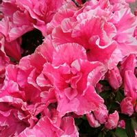 アザレア,花のある暮らし,植中毒,花自慢,花中毒の画像