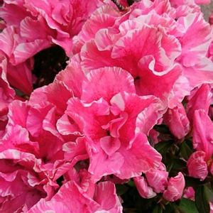 アザレア,花のある暮らし,植中毒,花自慢,花中毒の画像