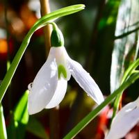 スノードロップ,白い花,ヒガンバナ科,可憐な花,２０２０年５月同期の画像