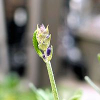 イングリッシュラベンダー,祈る震災復興,花のある暮らし,緑のある暮らし,季節外れの画像