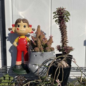 ユーフォルビア属,モナデニウム ルベルム,モナデニウム リチェイ,モナデニウム リチェイ,モナデニウム・ルベルムの画像