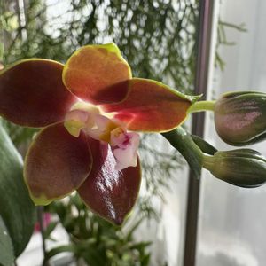 Phal.venosa × sib,リビング,原種胡蝶蘭の画像