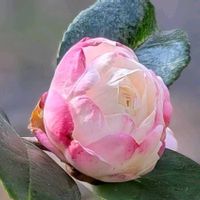 サザンカ,ツリバナ,山茶花 朝倉,ツリバナ﹙吊り花﹚,蜂の巣！の画像