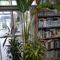 コルジリネ,ホヤ・サクララン,ストレチア オーガスタ,嬉しい❤️,大好き♥️の画像