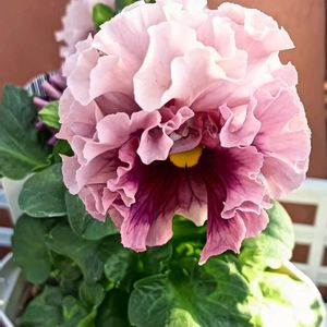 パンジー,ピンク,好きな色,好きな花,フリフリパンジーの画像