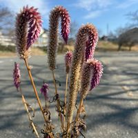 ノゲイトウ,写真撮影,ウォーキング,花散策,うぬき橋の画像