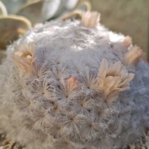 白星,白星,サボテンの花,多肉中毒,ベランダ多肉の画像