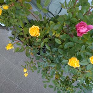 ミニバラ,ミニバラ鉢植え,バルコニー/ベランダ,ベランダの画像