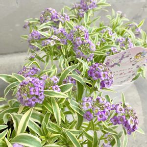 アリッサム,斑入りアリッサム,斑入りアリッサム ハッピーポンポン,斑入りアリッサム ハッピーポンポン,アリッサムハッピーボンボンの画像