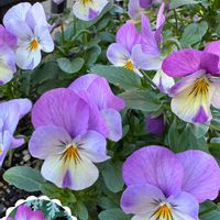 ナデシコ,ビオラ,プリムラ　ジュリアン,シロタエギク シルバーレース,ハイビスカス アドニス ダブルピンクの画像