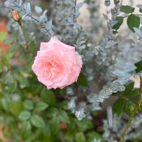 ガーベラ,花のある暮らし,小さな幸せ♡,ありがとう♡,バラ・ミニバラの画像