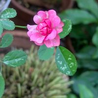 ミニバラの画像