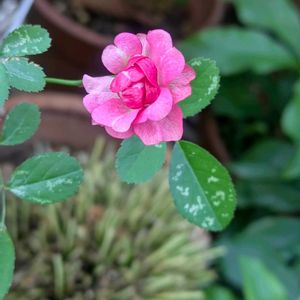 ミニバラの画像