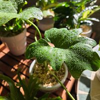 多肉植物,観葉植物,葉水の画像