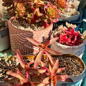 火祭り, レディジア,多肉植物,紅葉多肉,埼玉タニラーの画像