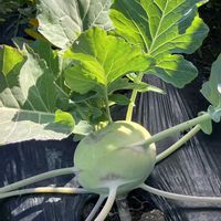 コールラビ,野菜苗,市民農園,家庭菜園の画像