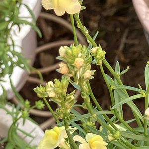 北陸地方の復興をお祈りしてます,ベランダ,リビング・ダイニングの画像