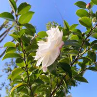 サザンカ,サザンカ,散歩の写真の画像