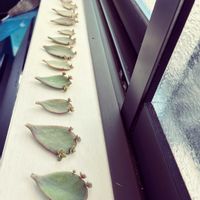 葉挿し,その他部屋の画像