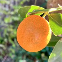 キンカン,キンカン,キンカン,金柑,12月の庭の画像