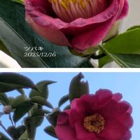 サザンカ,ツバキ,スマホ撮影,世界平和,ミッチの会の画像