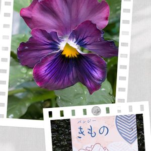 花のある暮らし,富山支部の画像