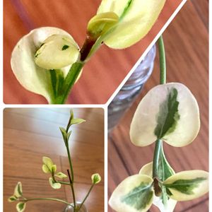 オリズルラン,ツルニチニチソウ,紅葉,朧月,森村万年草の画像