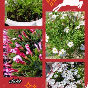 鉢植え,花のある暮らし,可愛いお花,温泉県大分♨️,チーム大分の画像