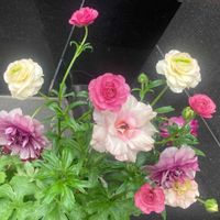 ラナンキュラス　ラックス,観葉植物,癒し,グリーンのある暮らし,GSのみなさんに感謝♡の画像