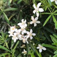 サザンクロスの画像