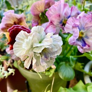 ミニガーベラ,フリル咲きパンジー ヴォーグ,フリル咲きパンジー ヴォーグ,フリル咲きパンジー ヴォーグ,12月の庭の画像