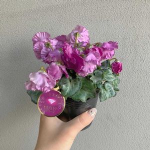 シクラメン,ガーデンシクラメン,ミニシクラメン,シクラメン・モカジュエリー,ミニシクラメン　モカジュエリーの画像