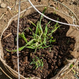 レウイシア,シクラメン(種まきより),ラグラスバニーテールの、ハンギング,お花のある暮らしの画像