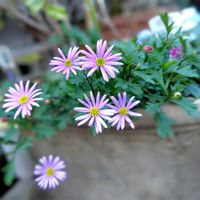 ブラキカム,ブラキカム,花のある暮らし♡,ウクライナに平和を,武器ではなく花をの画像