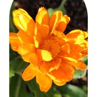 キンセンカ,フユシラズ,✨今日のお花✨,花壇,今日のお花の画像